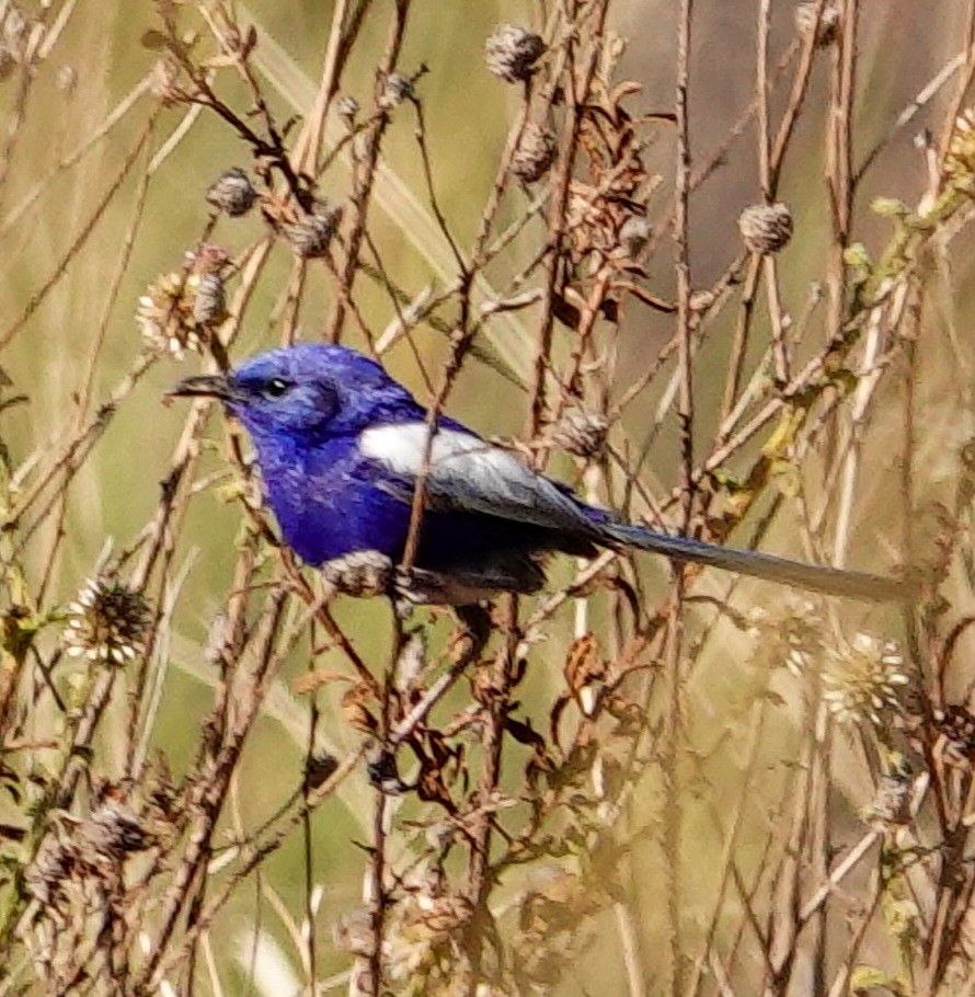 White-winged Fairywren - ML623591876