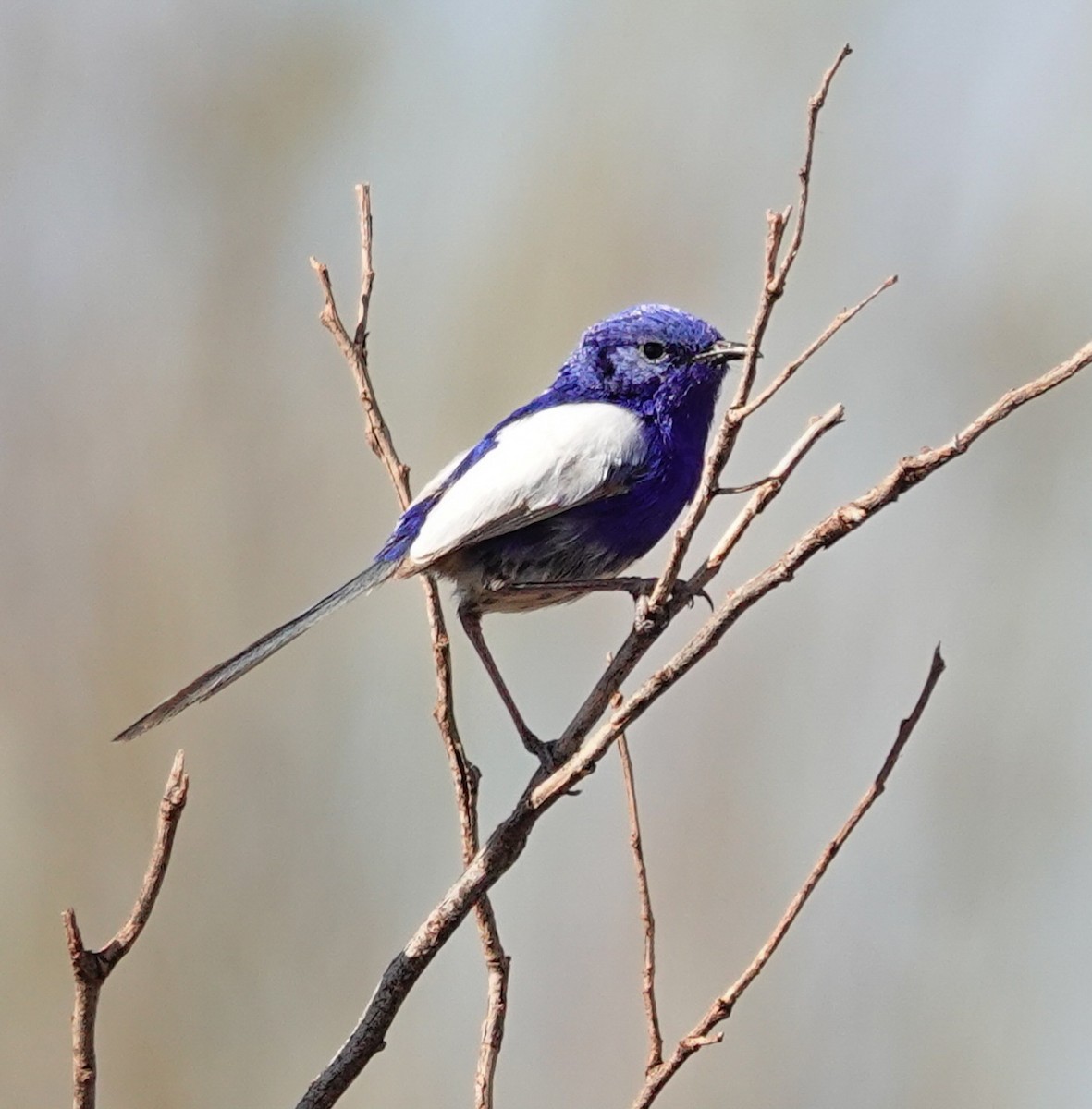 White-winged Fairywren - ML623591877