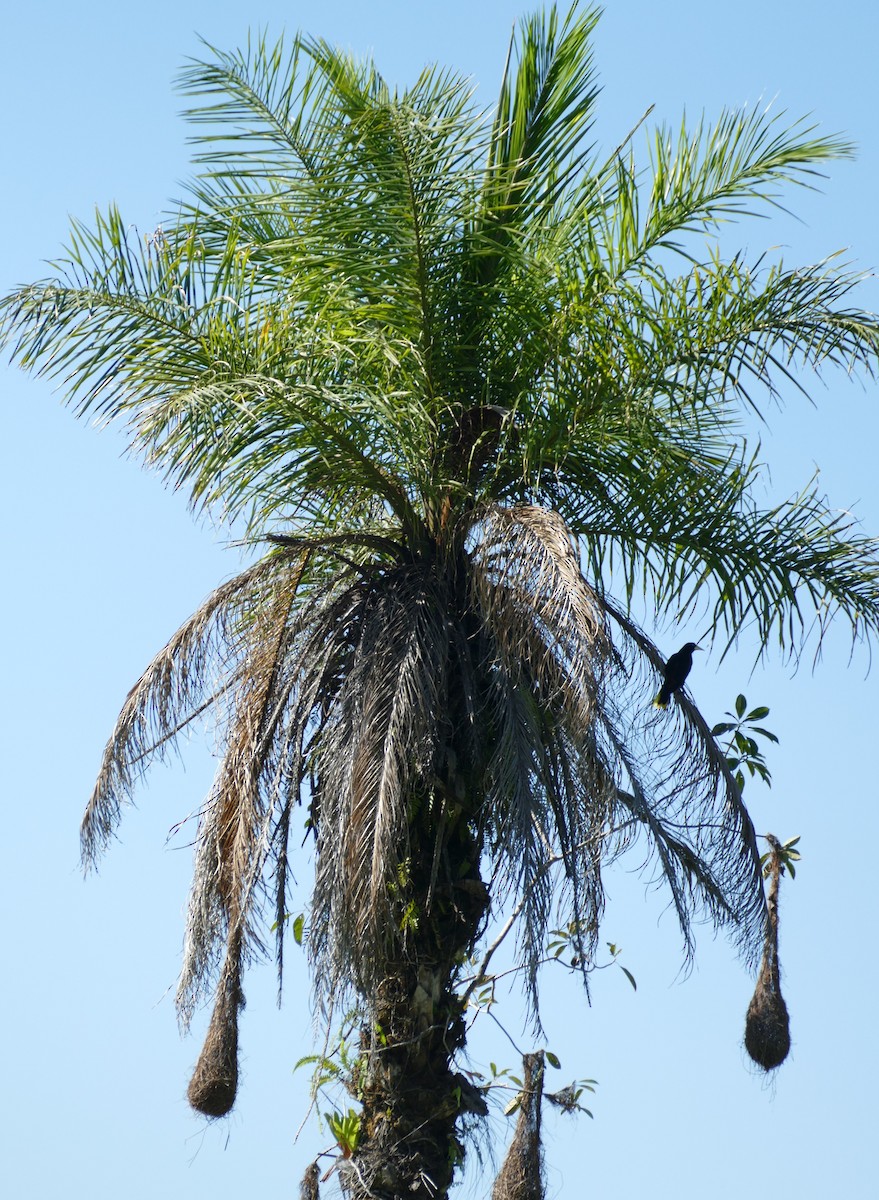 Crested Oropendola - ML623591879