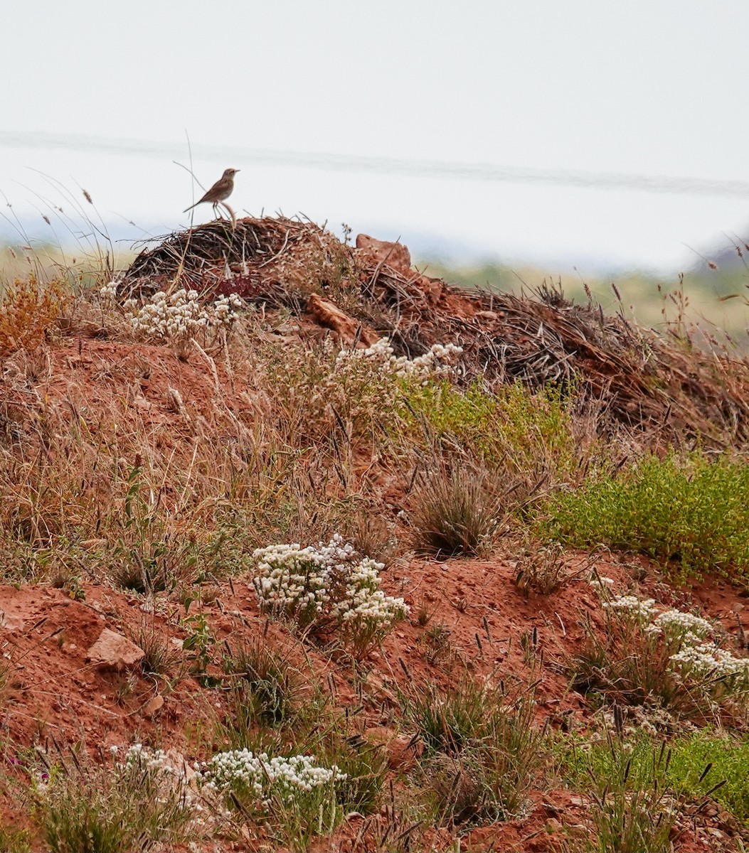 Australian Pipit - ML623591910