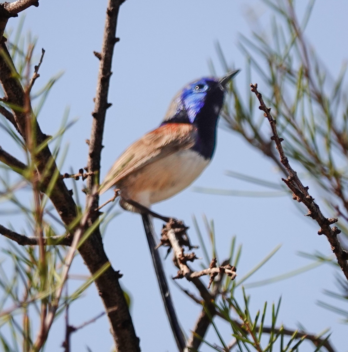 Purple-backed Fairywren - ML623591925