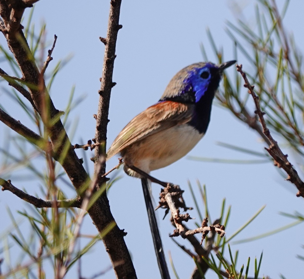 Purple-backed Fairywren - ML623591926