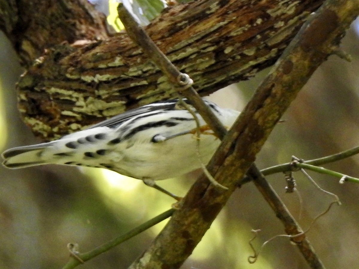 Black-and-white Warbler - ML623591934