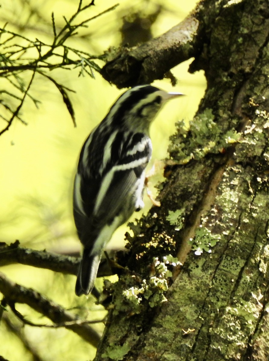 Black-and-white Warbler - ML623591935