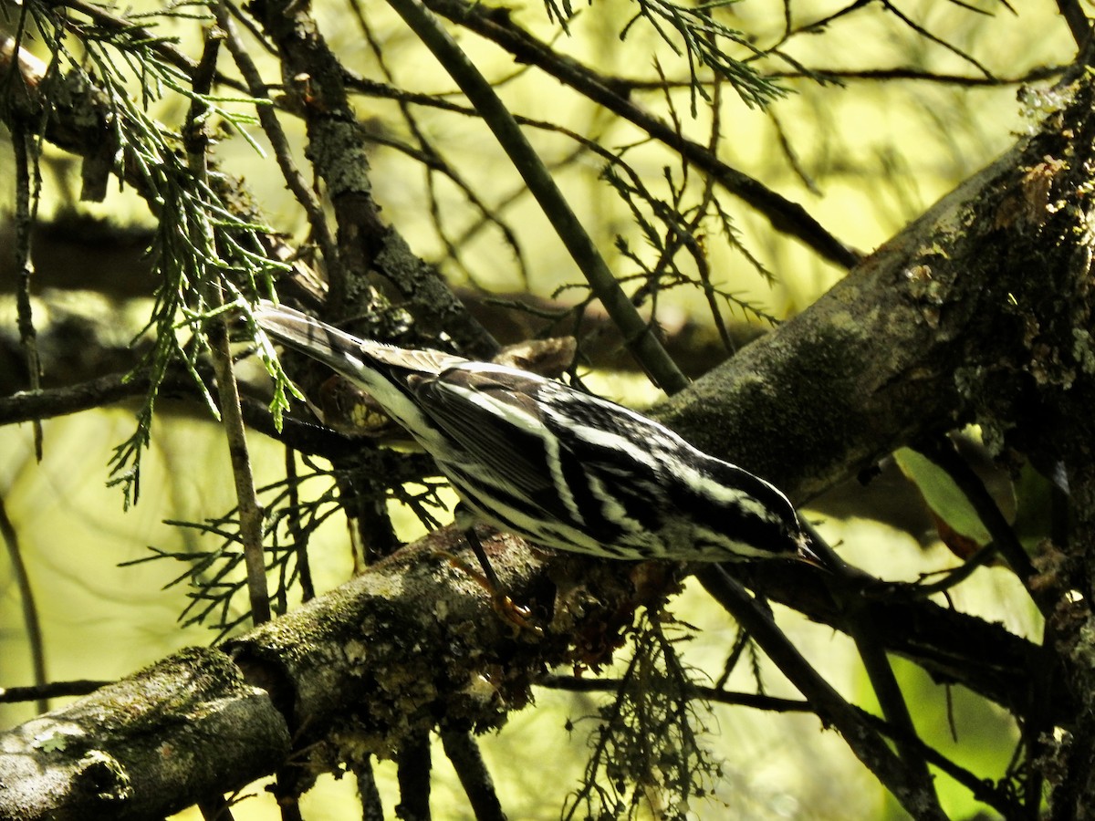 Black-and-white Warbler - ML623591936