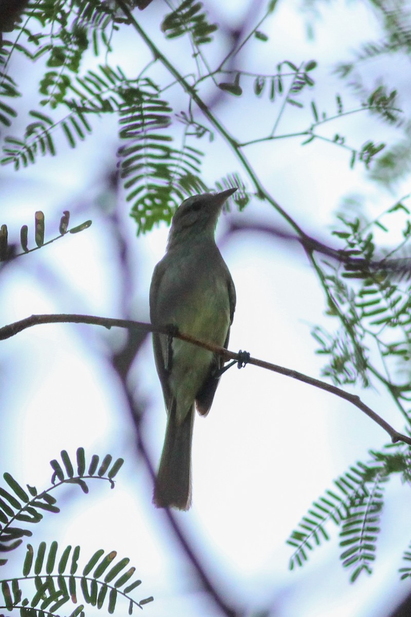 Black-whiskered Vireo - ML623591956