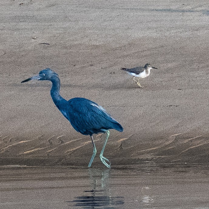 Little Blue Heron - ML623591968