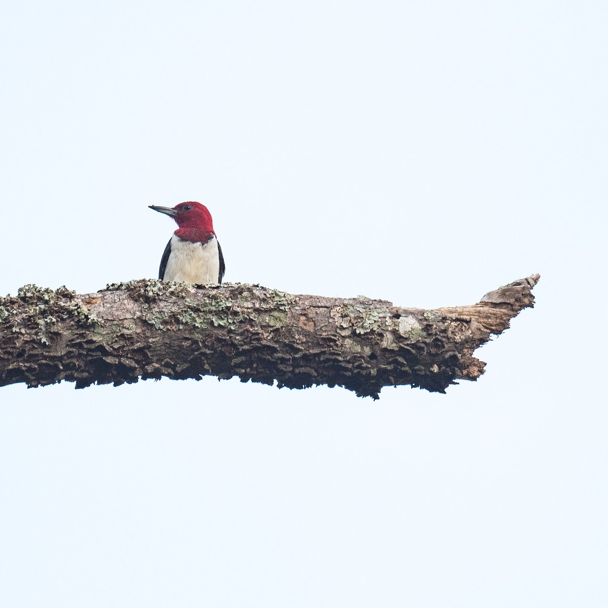 Red-headed Woodpecker - ML623591978