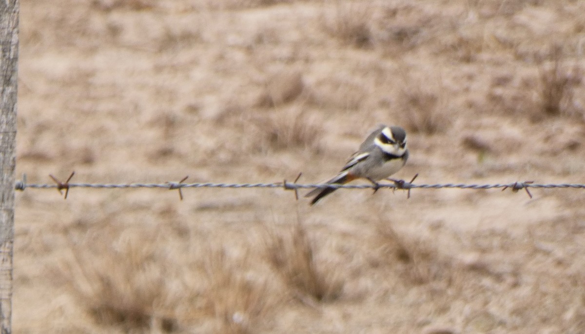 Ringed Warbling Finch - ML623591979