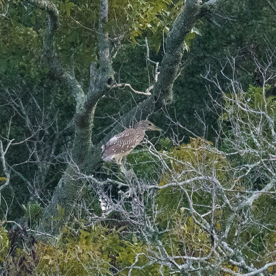 Black-crowned Night Heron - Liling Warren