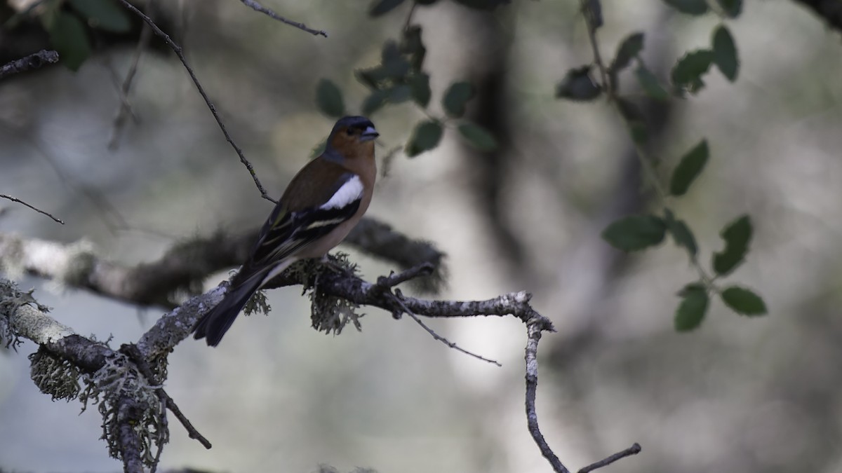 Common Chaffinch - ML623592006