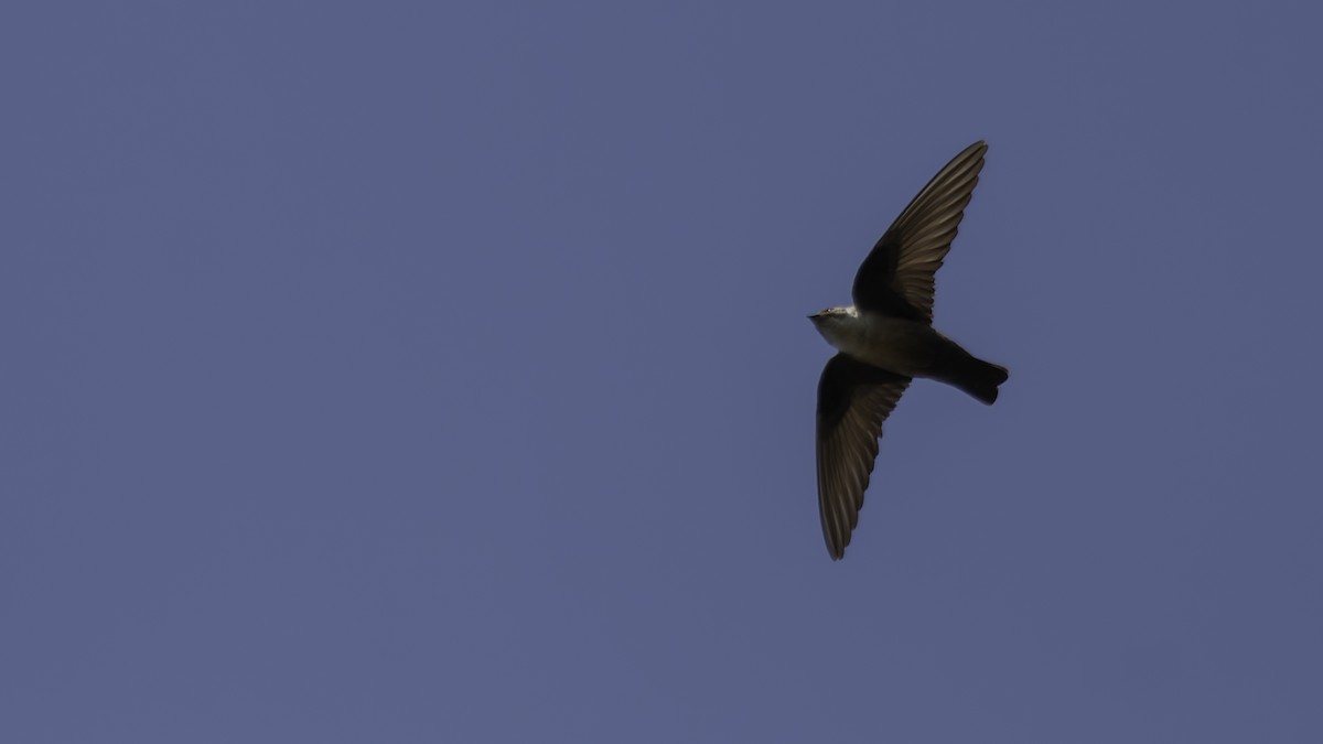 Eurasian Crag-Martin - ML623592012