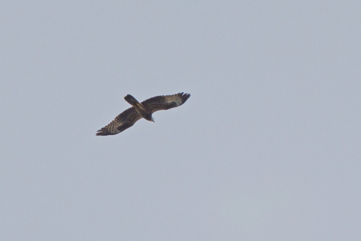 European Honey-buzzard - ML623592083