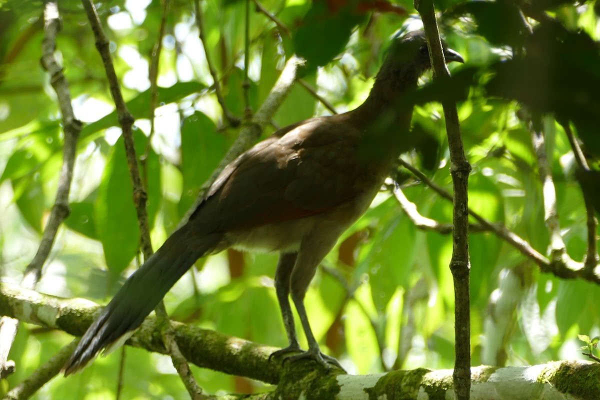 Gray-headed Chachalaca - ML623592094