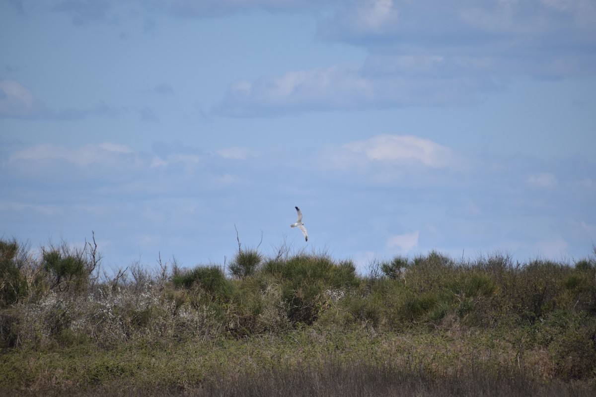 Pallid Harrier - ML623592098