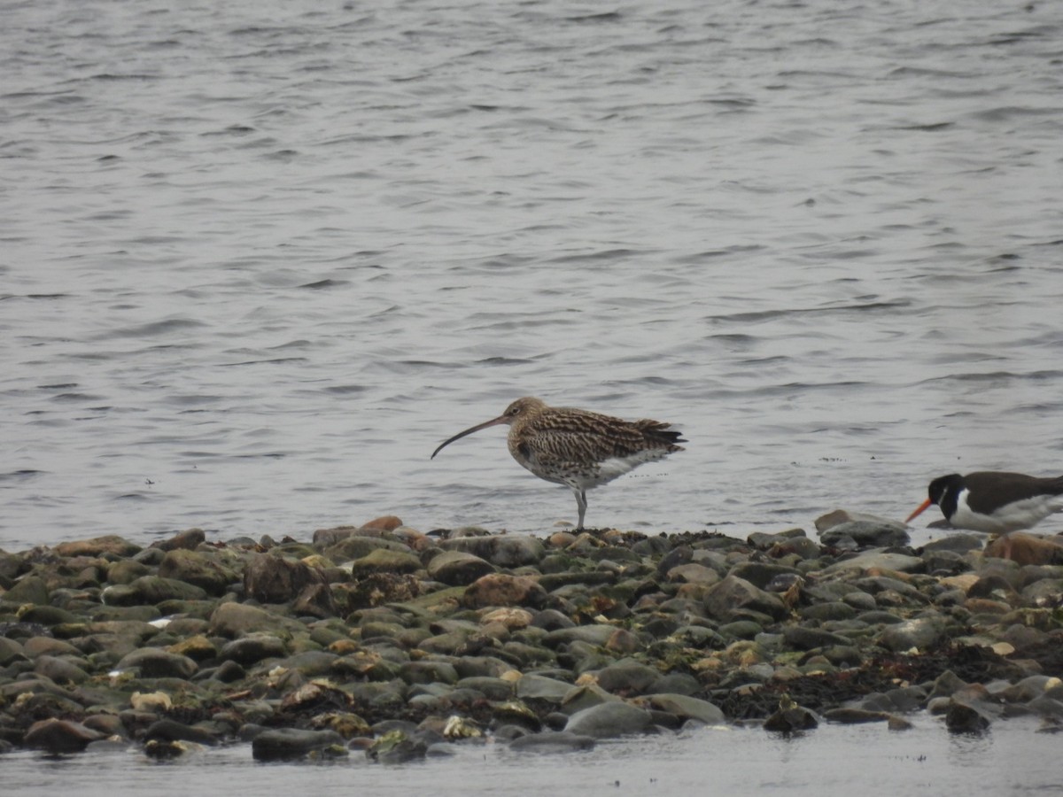 Eurasian Curlew - ML623592116