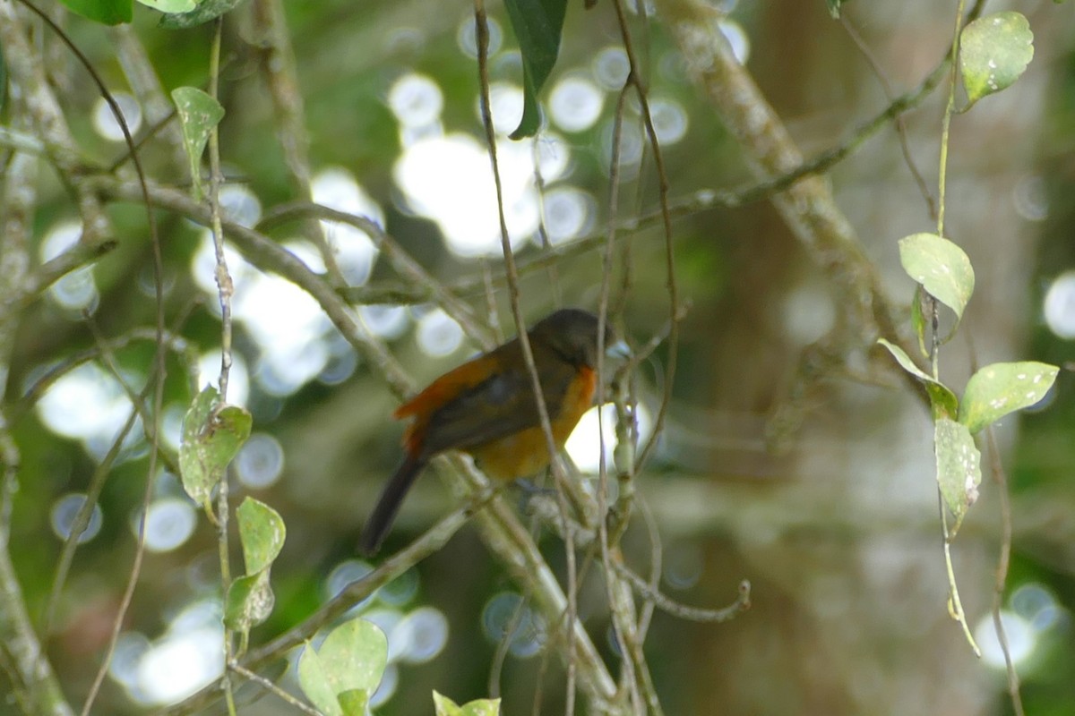 Scarlet-rumped Tanager - ML623592131