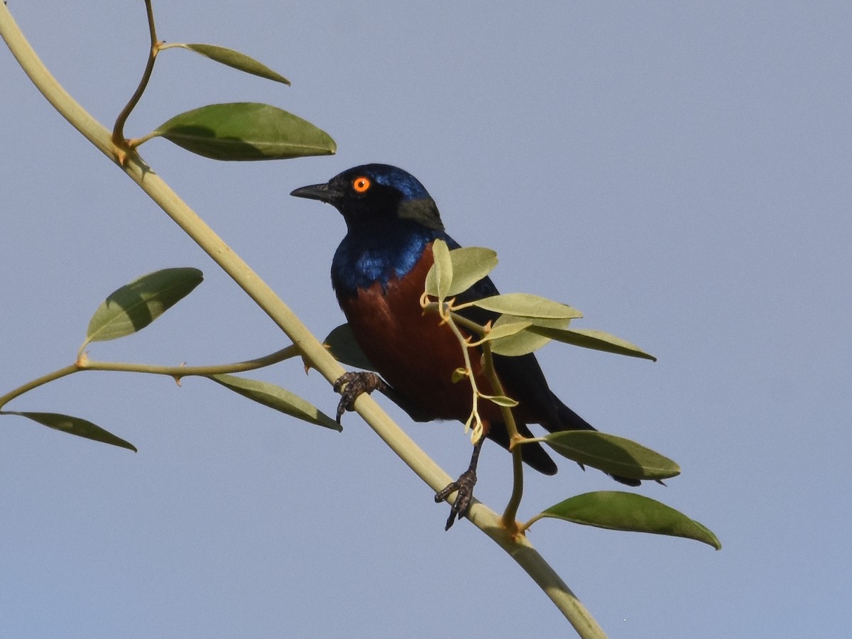 Shelley's Starling - ML623592161