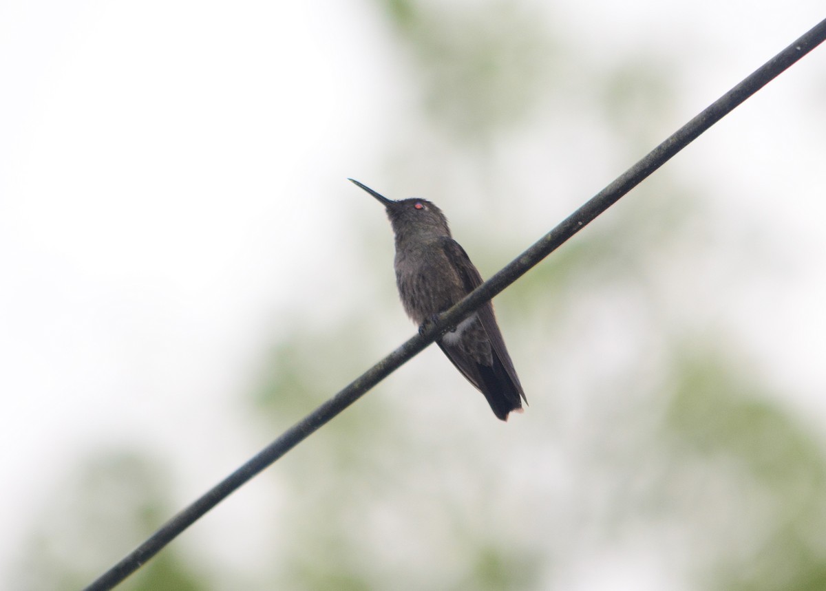 Sombre Hummingbird - ML623592173