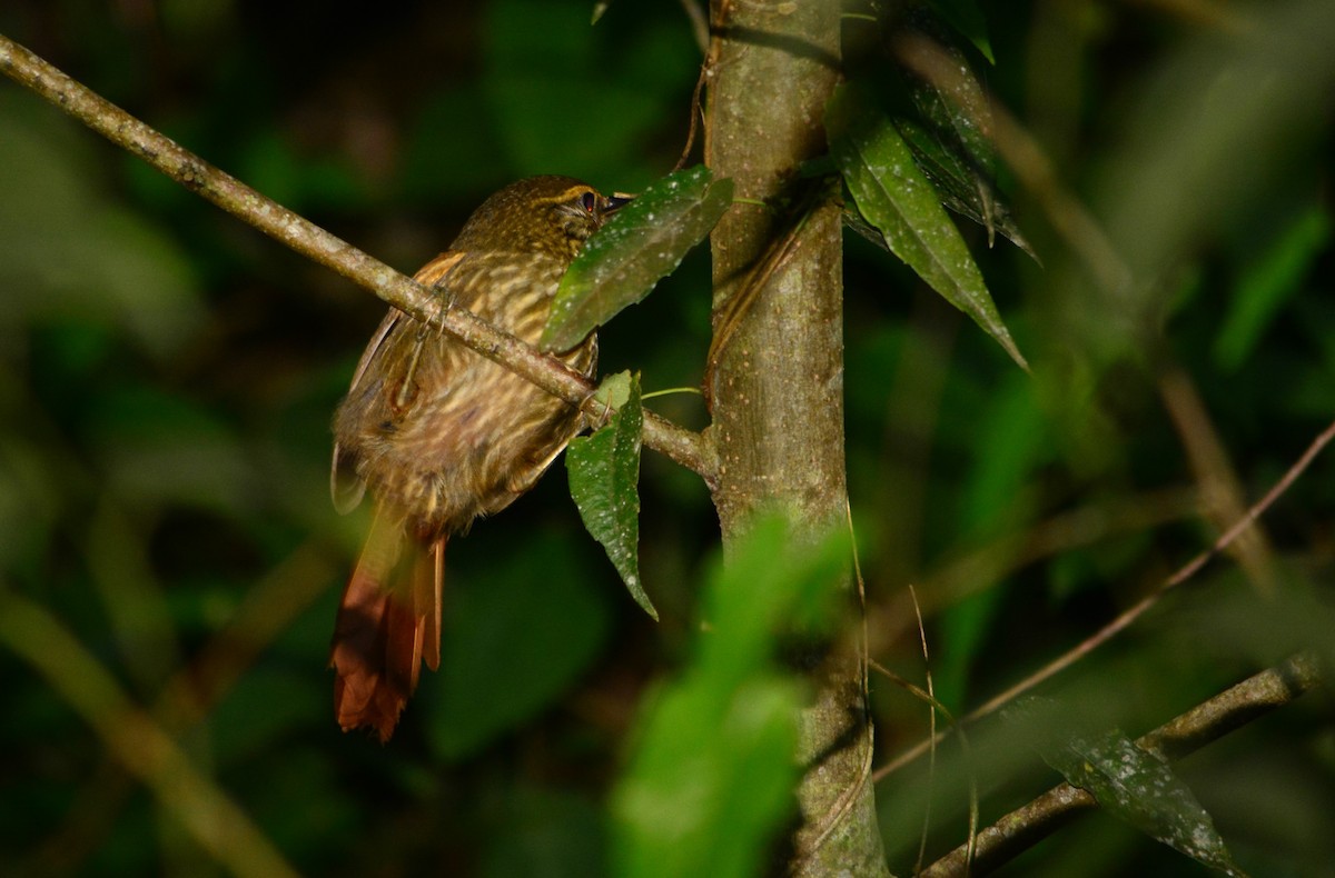 Buff-browed Foliage-gleaner - ML623592180