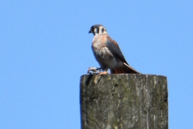 American Kestrel - stephen johnson  🦜