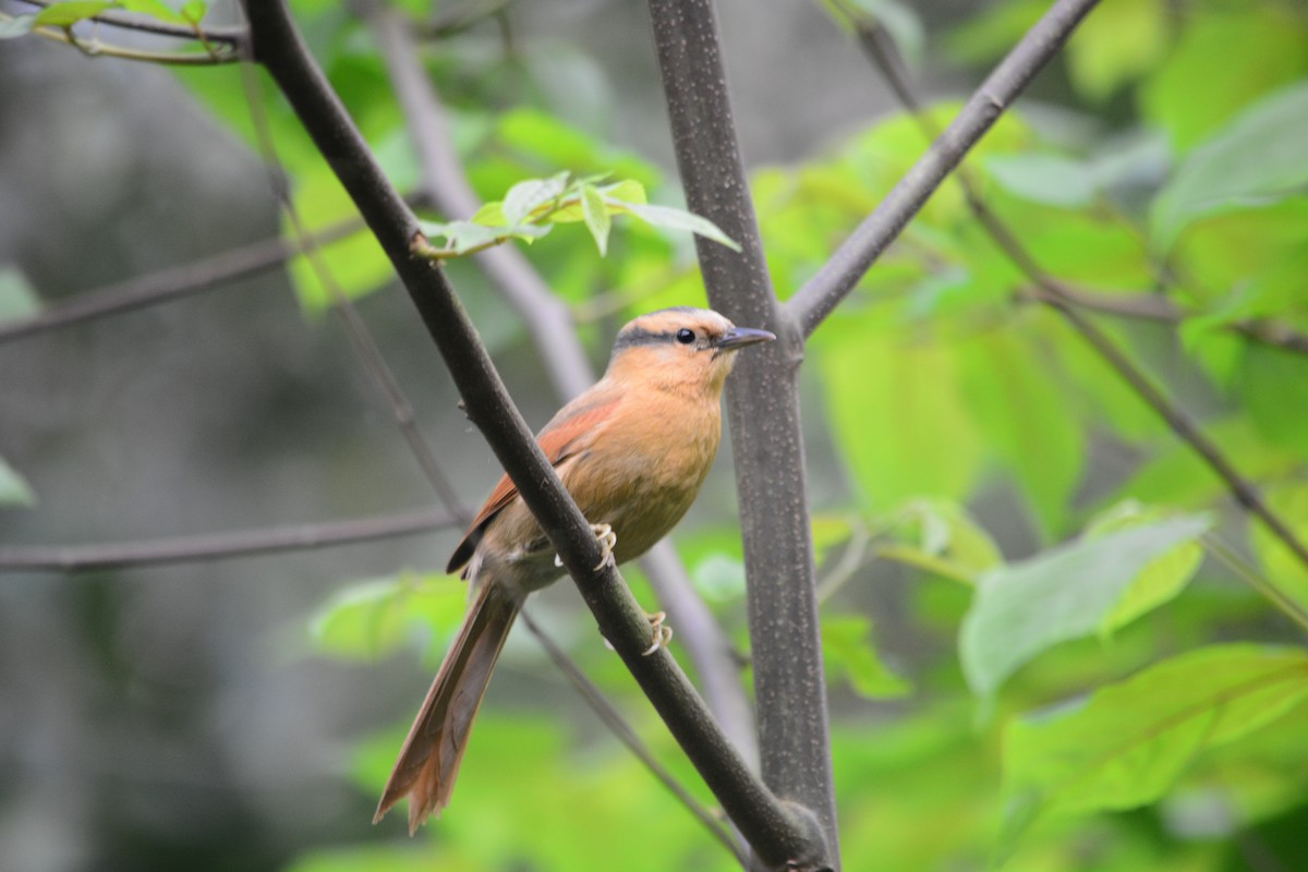 Buff-fronted Foliage-gleaner - ML623592191