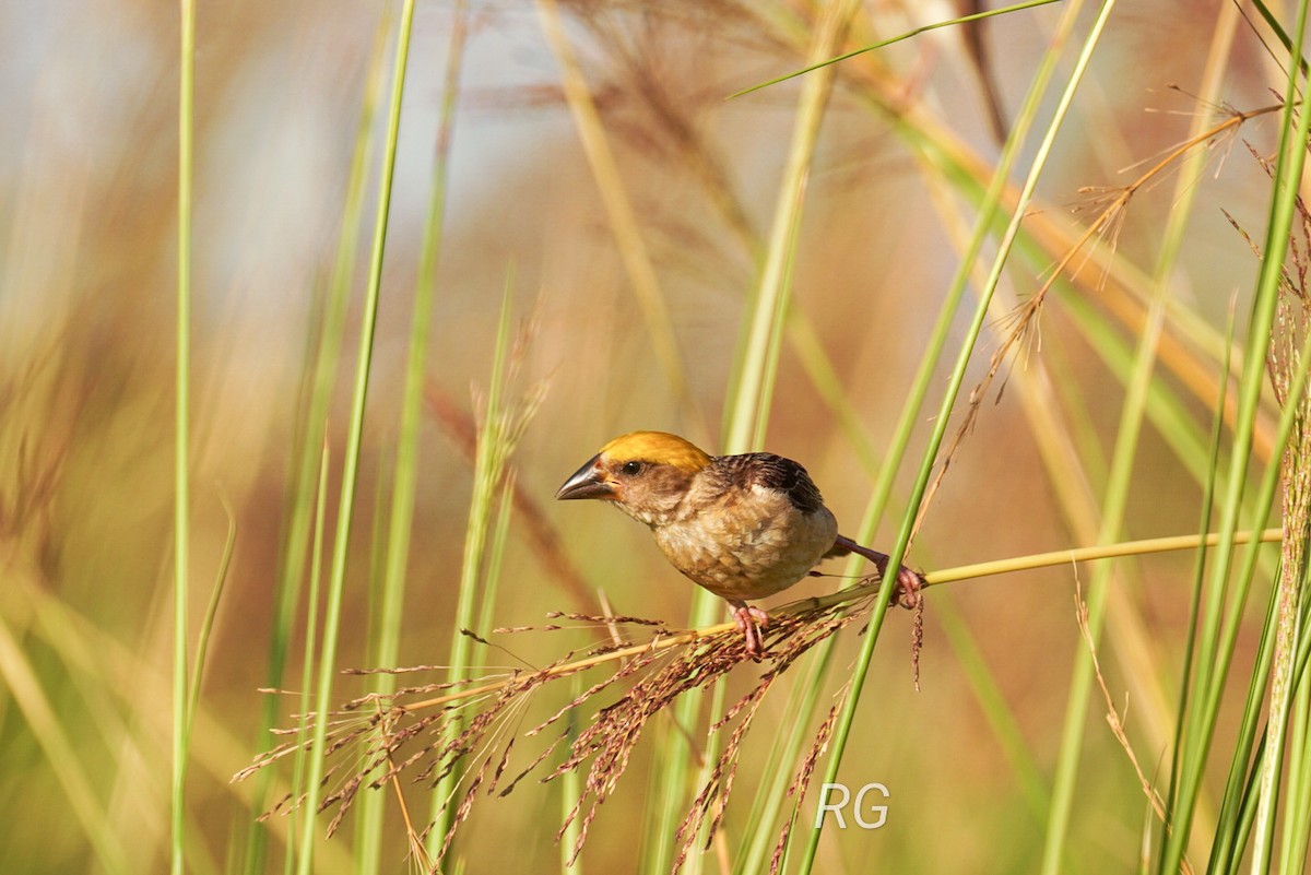 Baya Weaver - ML623592195