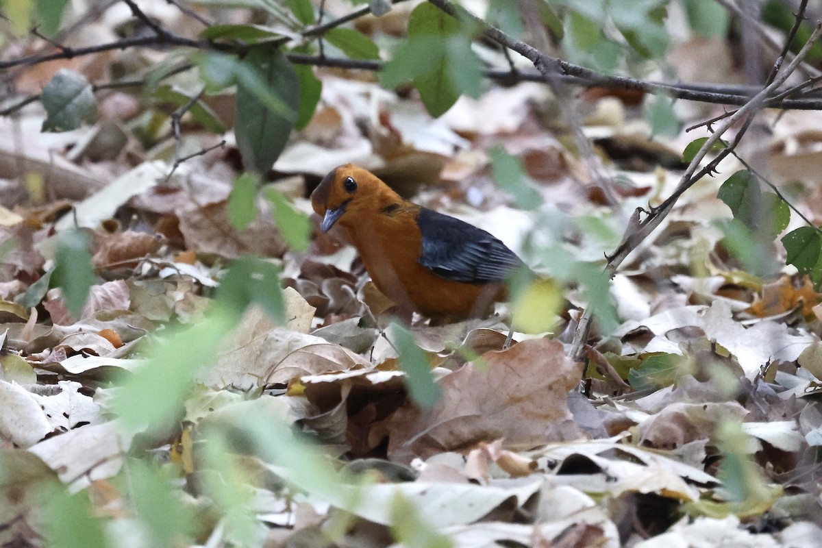 Red-capped Robin-Chat - ML623592210