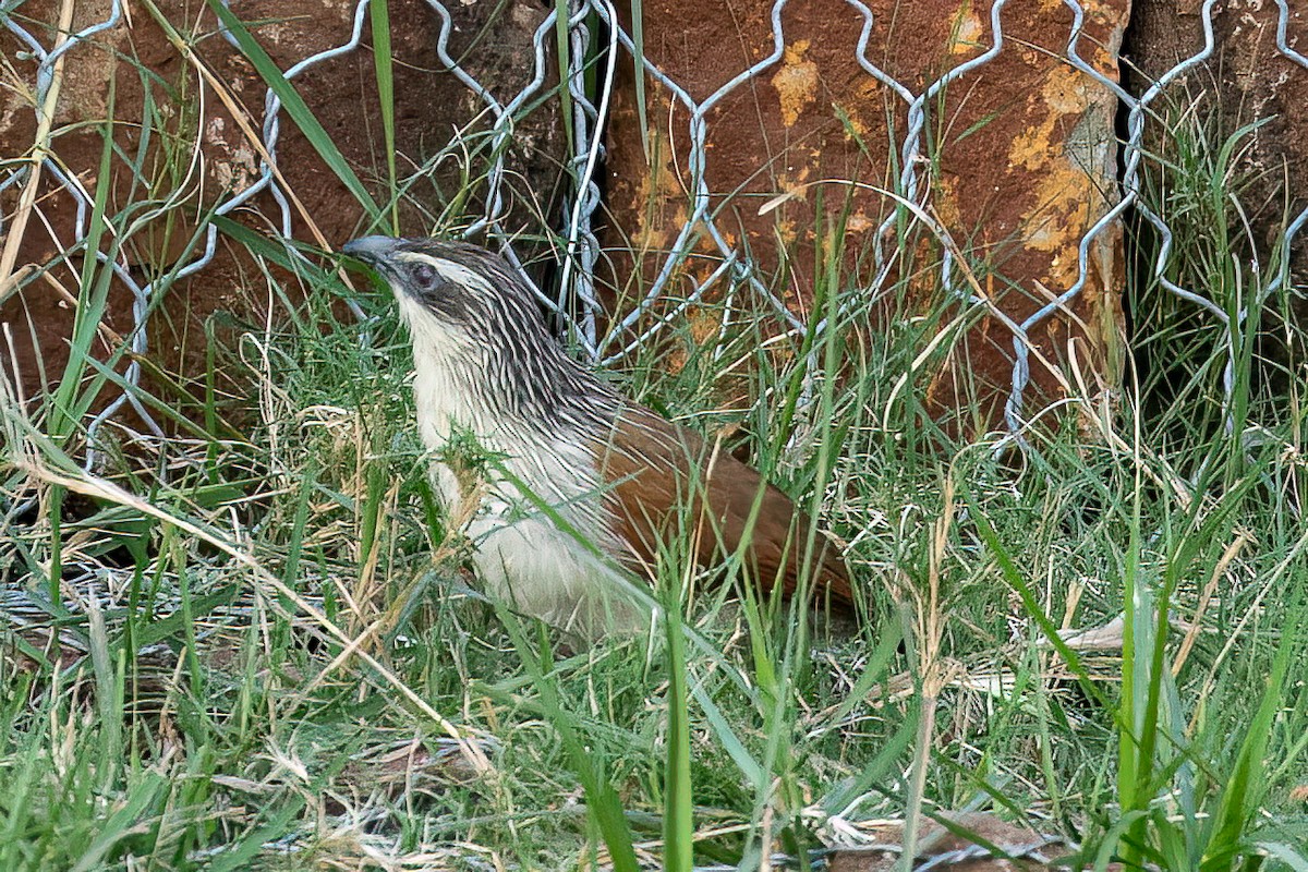 kukačka bělobrvá/bělohrdlá - ML623592211