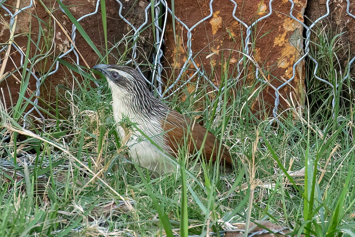 White-browed Coucal - ML623592211