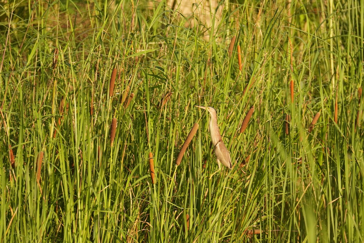 Yellow Bittern - ML623592213