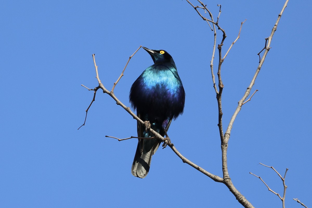 Greater Blue-eared Starling - ML623592214