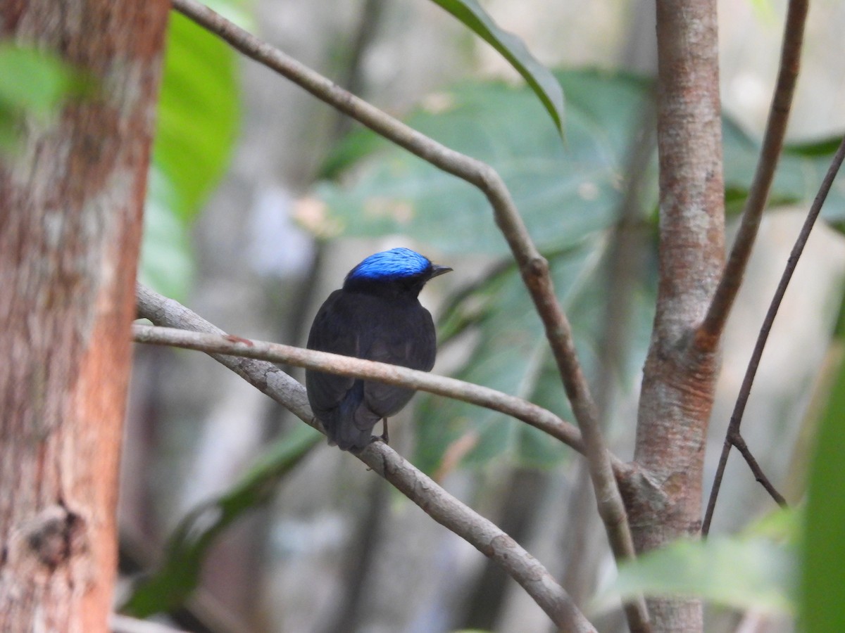 Blue-capped Manakin - ML623592215