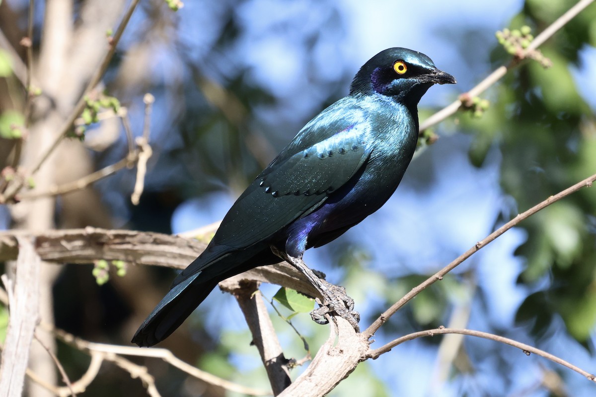 Greater Blue-eared Starling - ML623592216