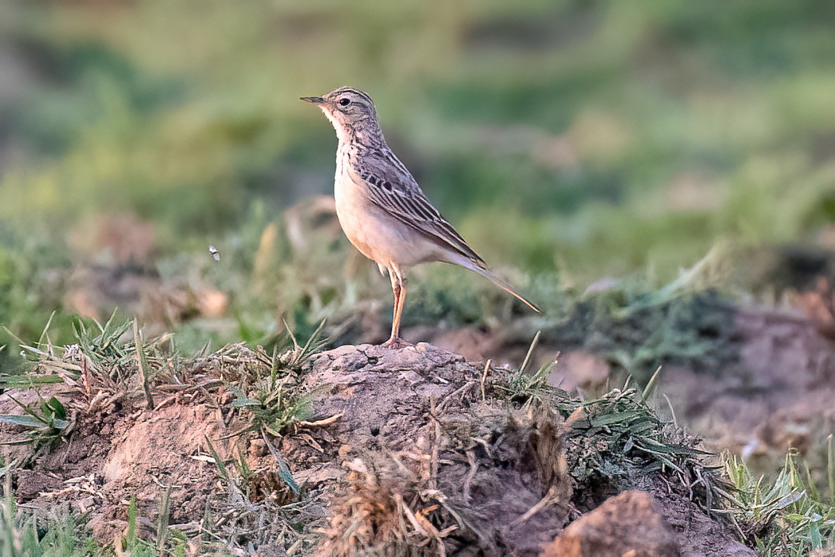 African Pipit - Steve Potter