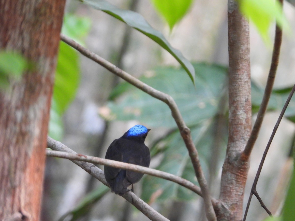 Blue-capped Manakin - ML623592221