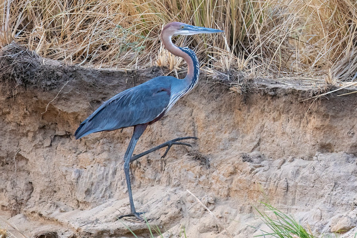 Goliath Heron - ML623592228