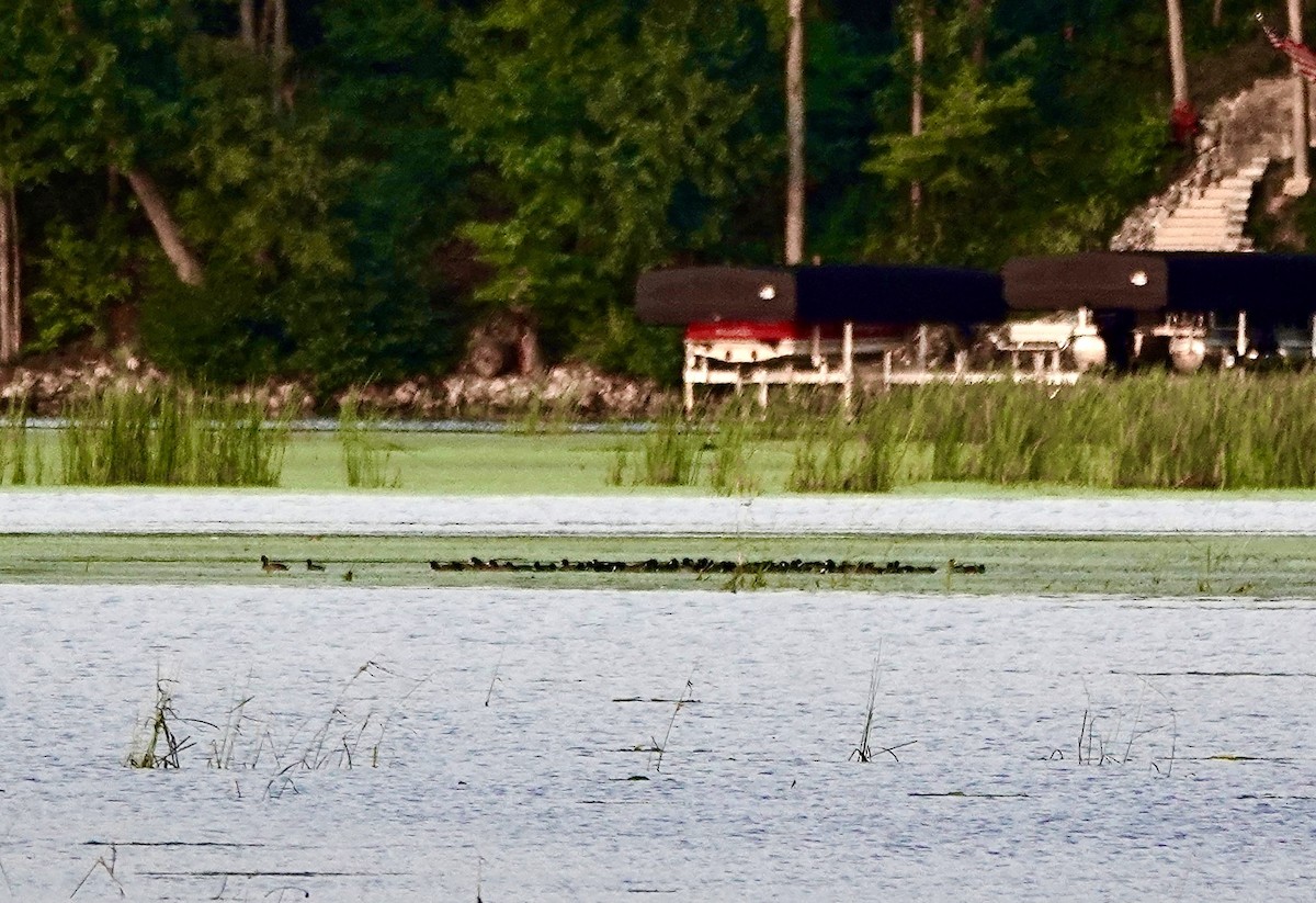 American Coot - ML623592229