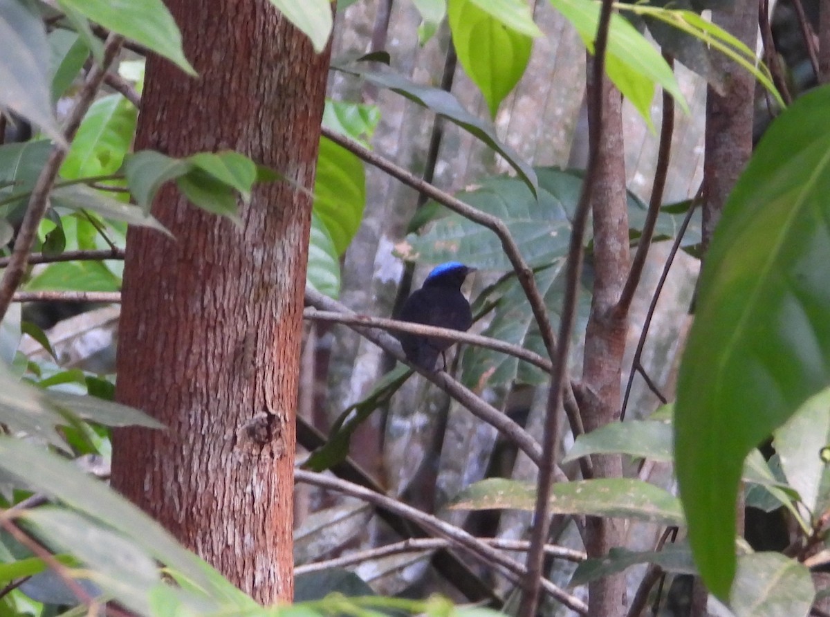 Blue-capped Manakin - ML623592230