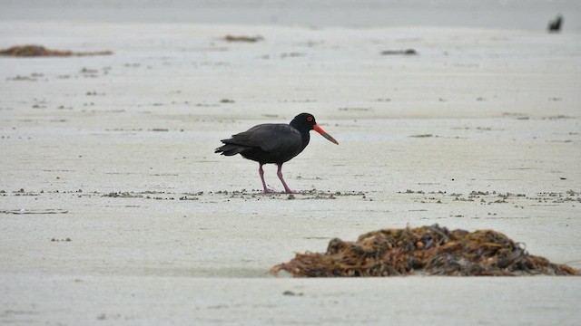 Sooty Oystercatcher - ML623592239
