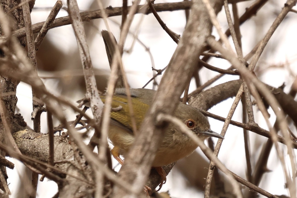 Green-backed Camaroptera - ML623592243