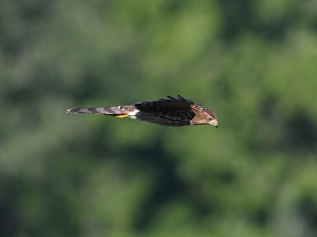 Cooper's Hawk - ML623592247