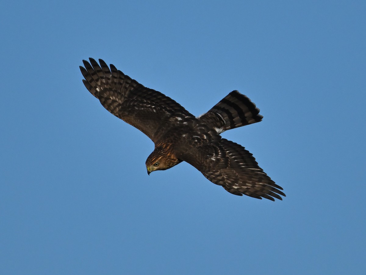 Cooper's Hawk - ML623592248