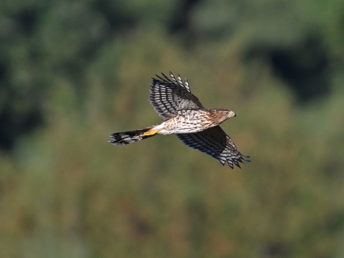 Cooper's Hawk - ML623592249