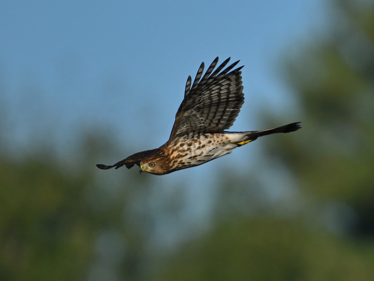 Cooper's Hawk - ML623592250
