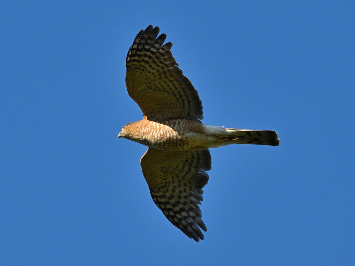 Cooper's Hawk - ML623592251