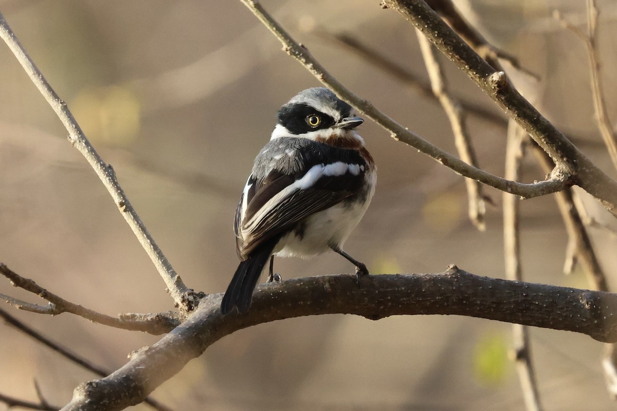 Chinspot Batis - Grant Olwage