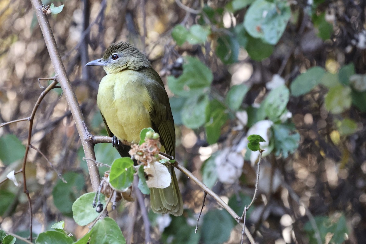 Yellow-bellied Greenbul - ML623592260