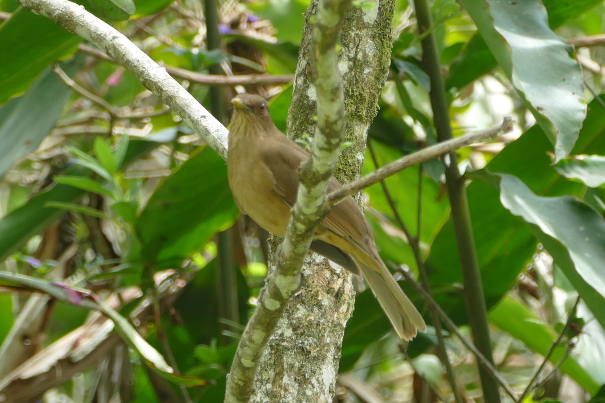 Clay-colored Thrush - ML623592277