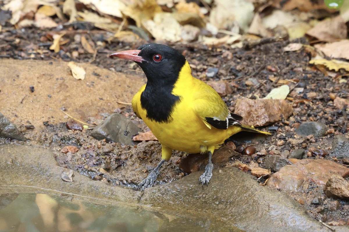 African Black-headed Oriole - ML623592285